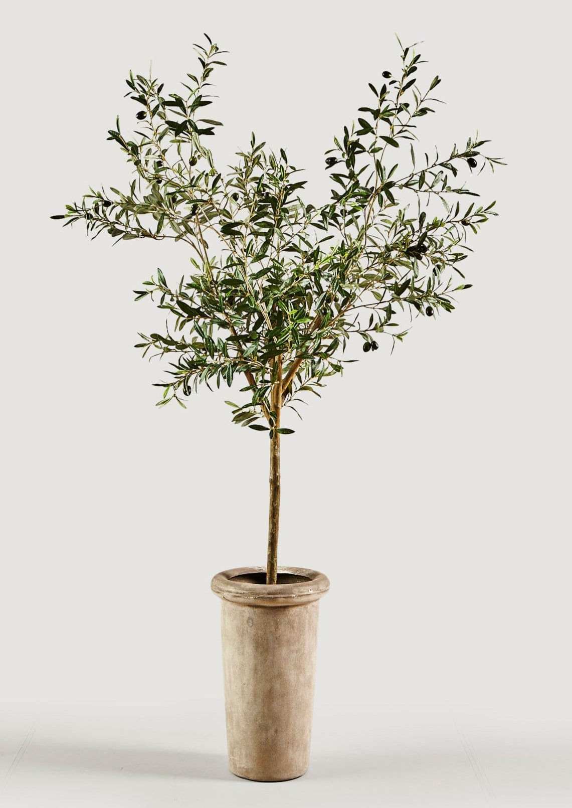 Faux Olive Tree Branch Potted Plant in Cement Pot - 72