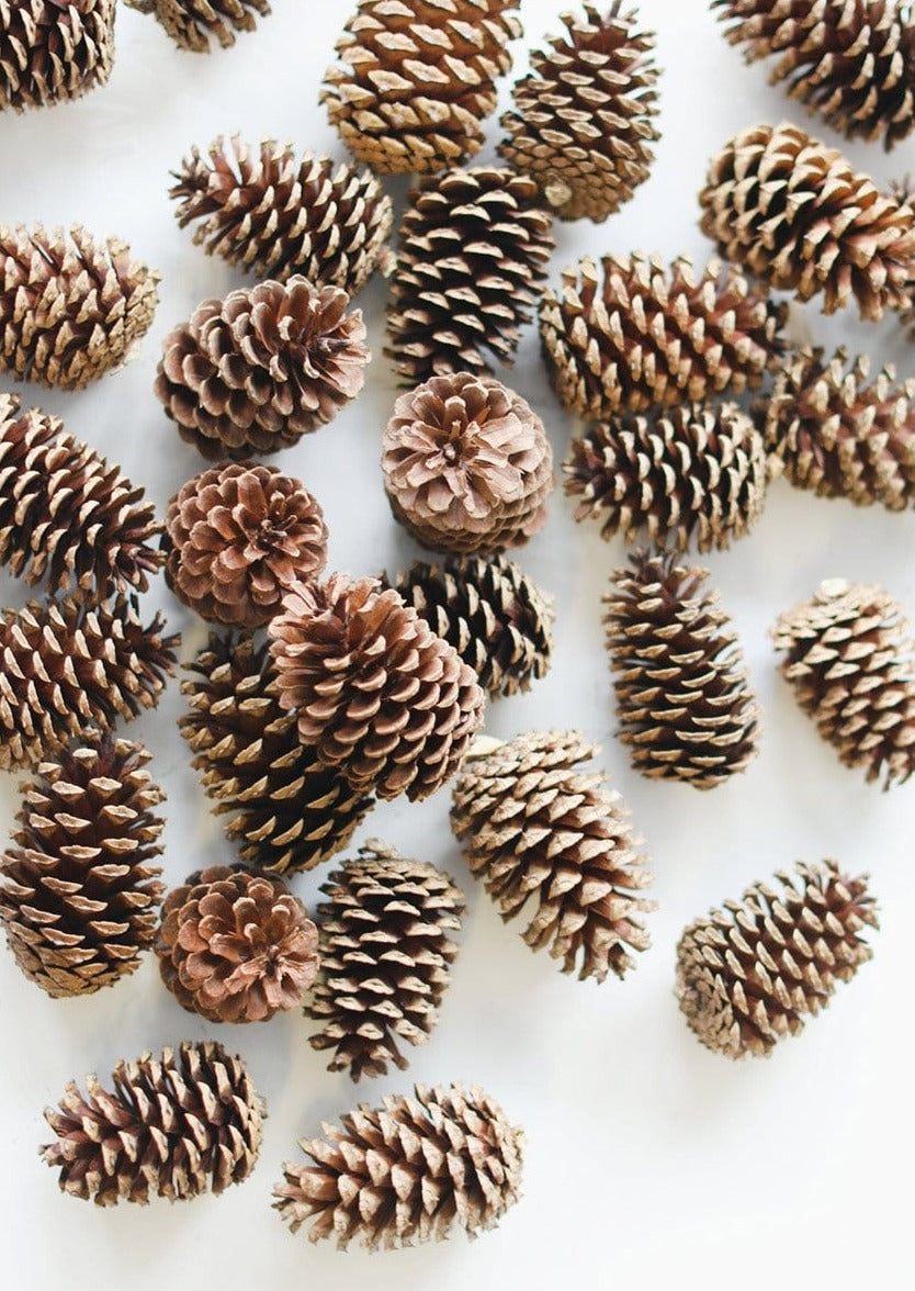 Pine Cones - Small | Medium | Large