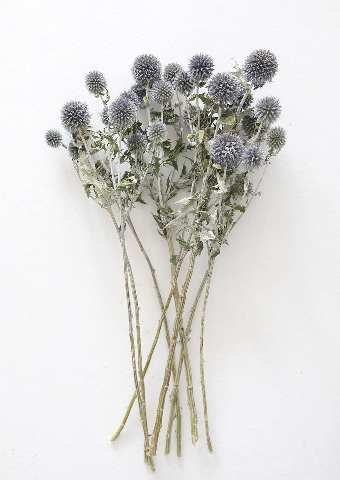 Echinops (Globe Thistle) - Dried Flowers Forever - DIY