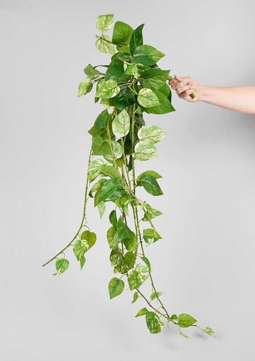 http://www.afloral.com/cdn/shop/products/Variegated-Natural-Touch-Pothos-Plant.jpg?v=1705441387