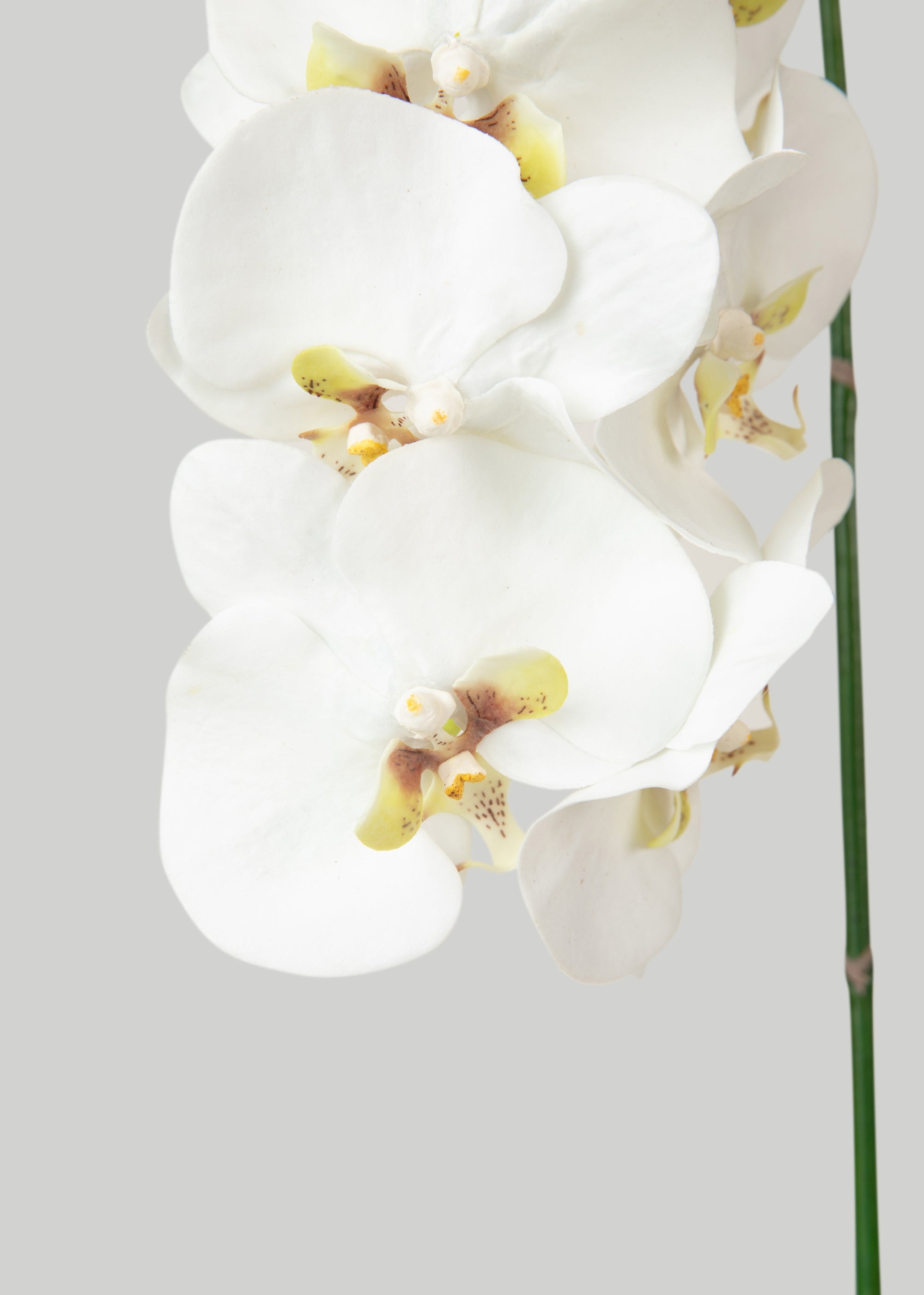 Fake Orchids