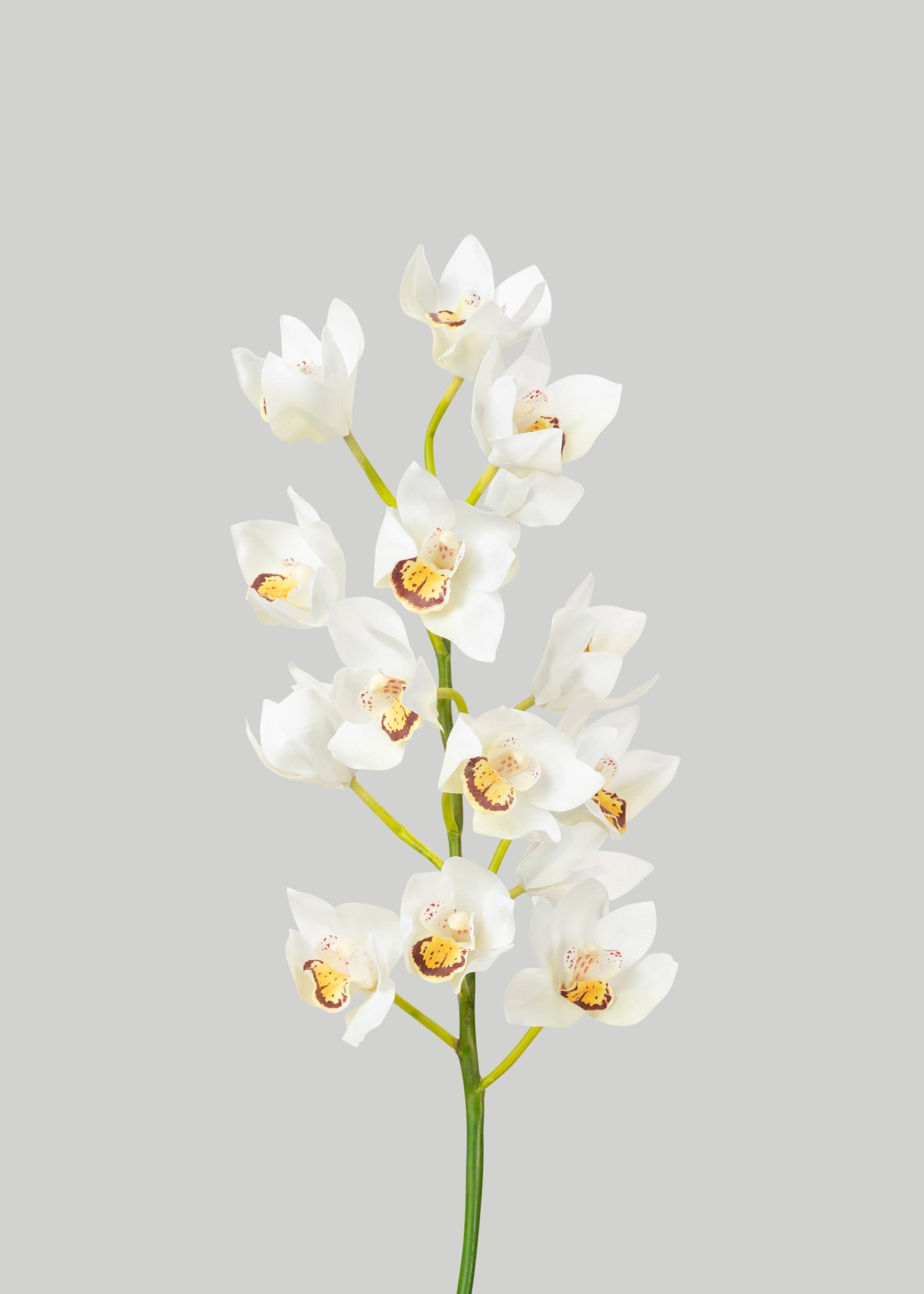 Deluxe Artificial Cymbidium Orchid in Cream