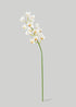 Faux-Real Cymbidium Orchid in Cream