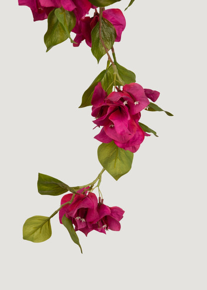 Fake Fuchsia Bougainvillea