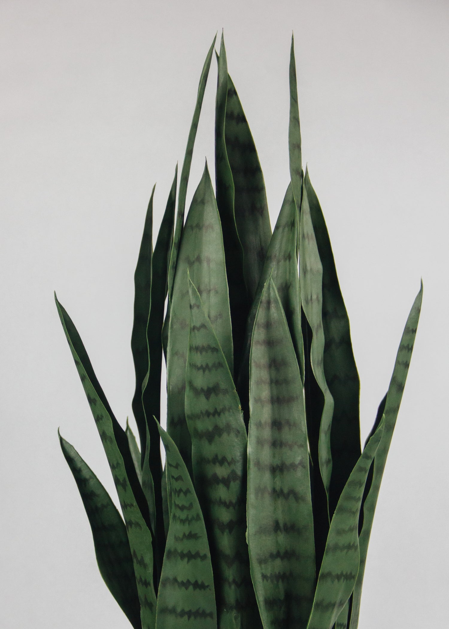 Snake Plant with UV Treated Leaves