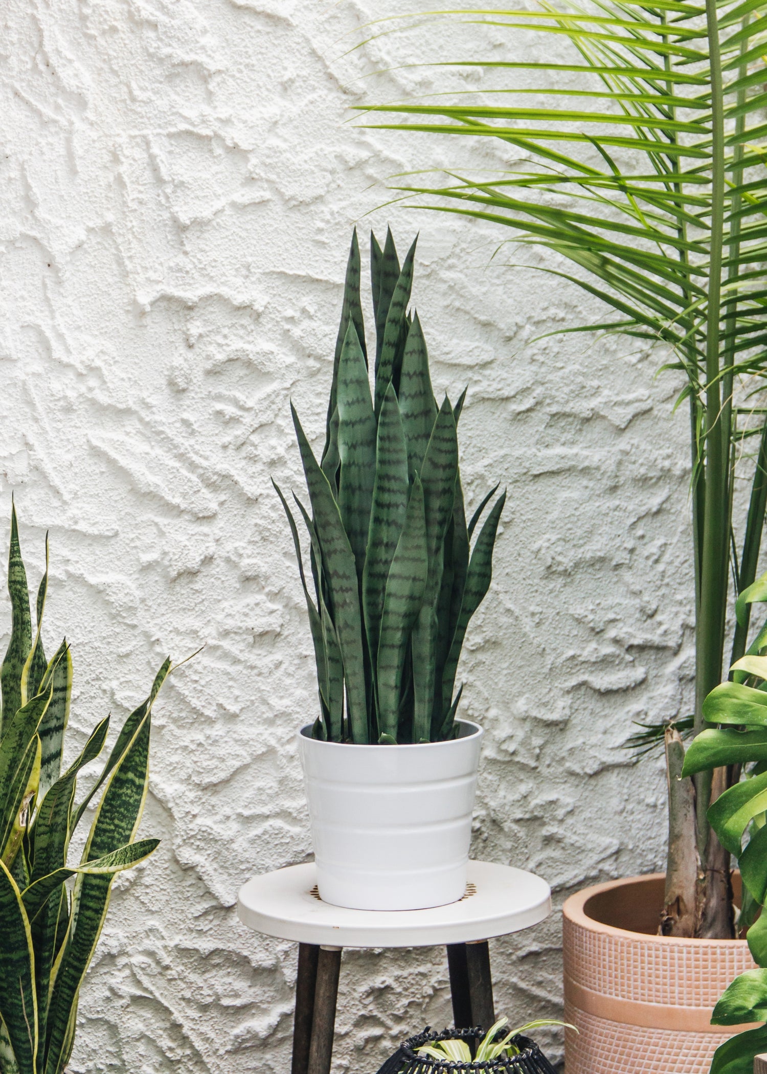 Faux Outdoor Snake Plant