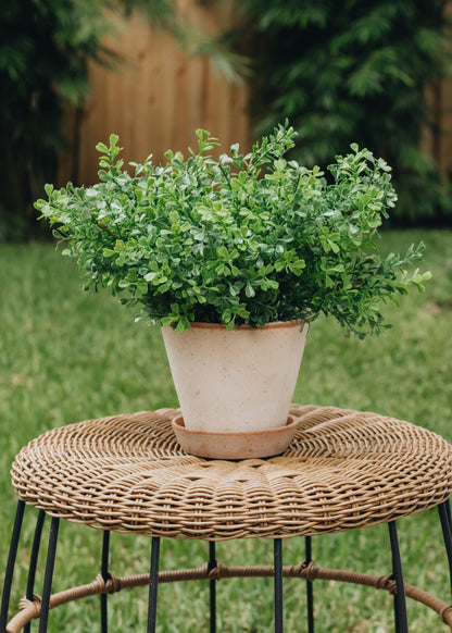 Fake Boxwood Plant