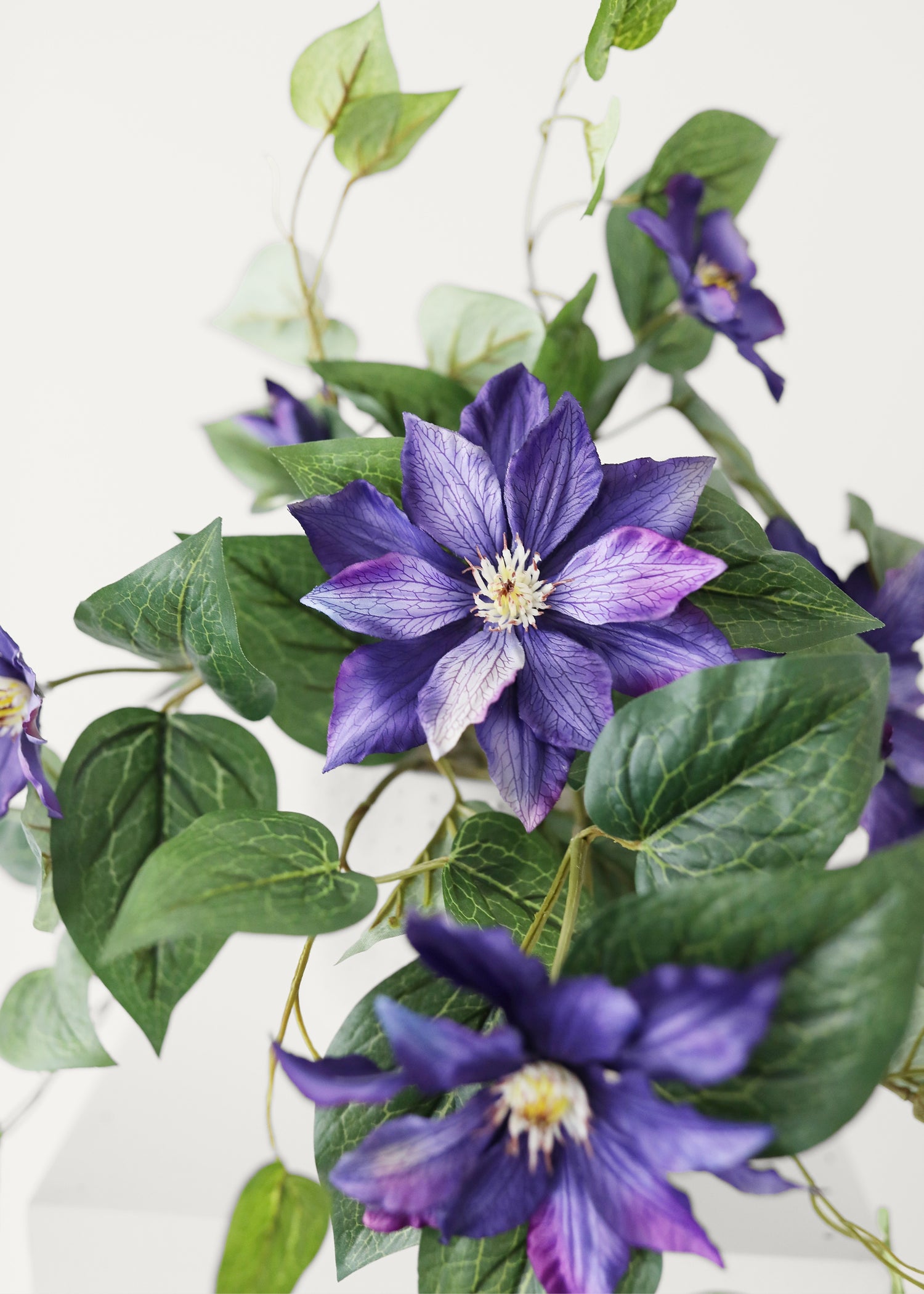 Close-up of UV-Treated Clematis Bush in Purple