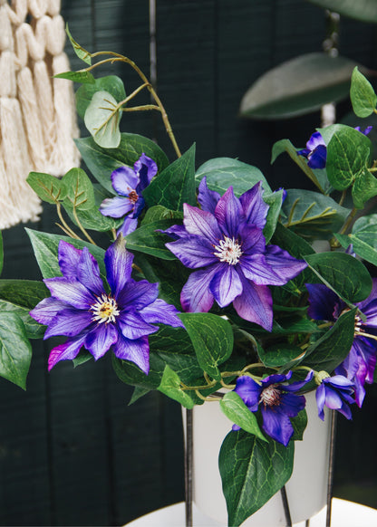 Purple Clematis Bush 