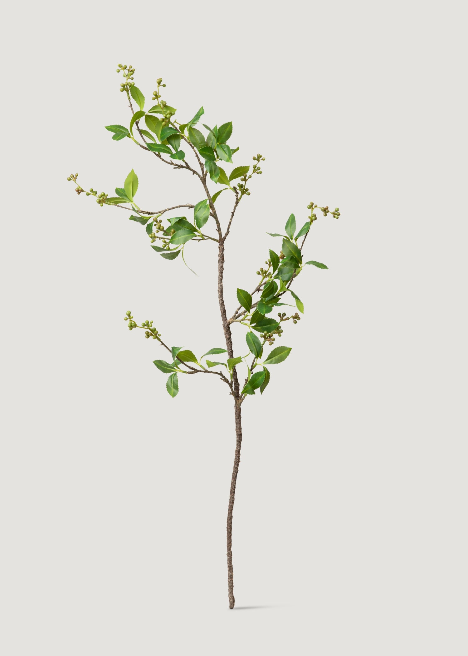 Green Chokeberry Branch