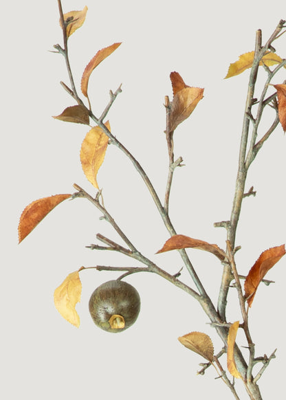 Fake Quince Fruit Branch