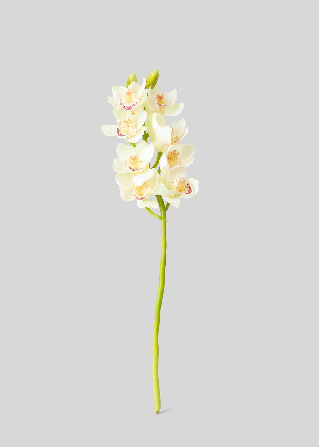 Cream Artificial Cymbidium Orchid