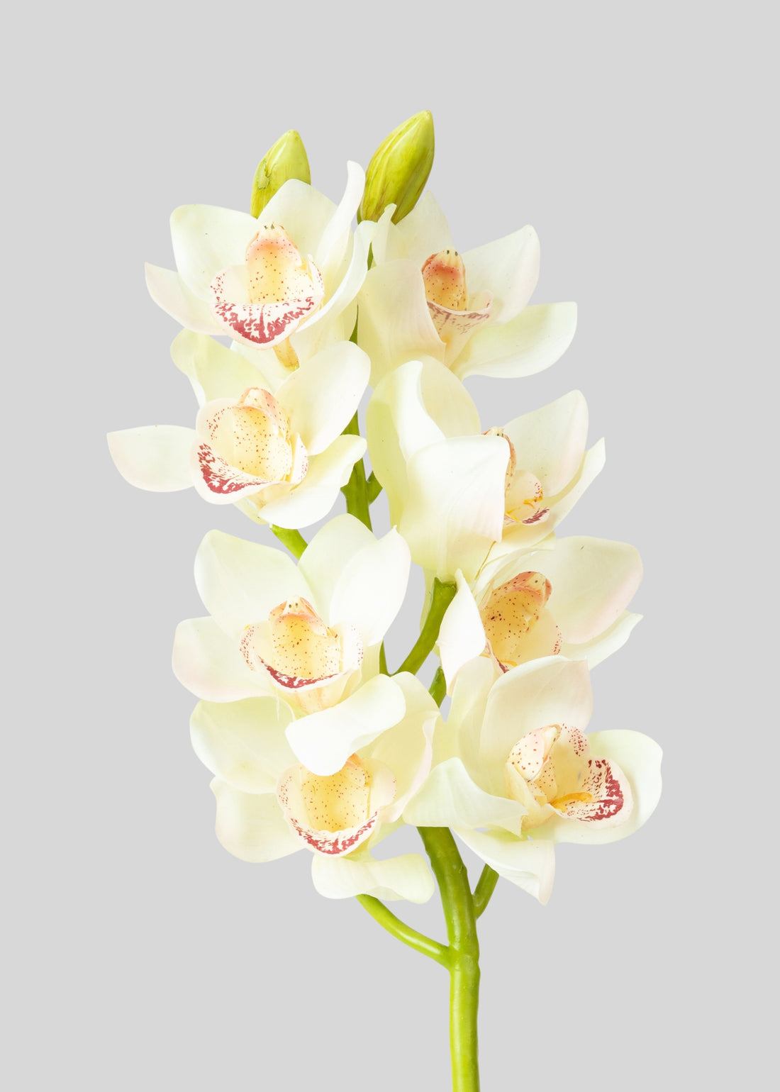 Faux Cymbidium Orchid