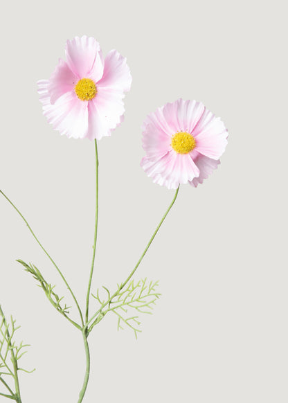 Artificial Cosmos Daisies in Pink