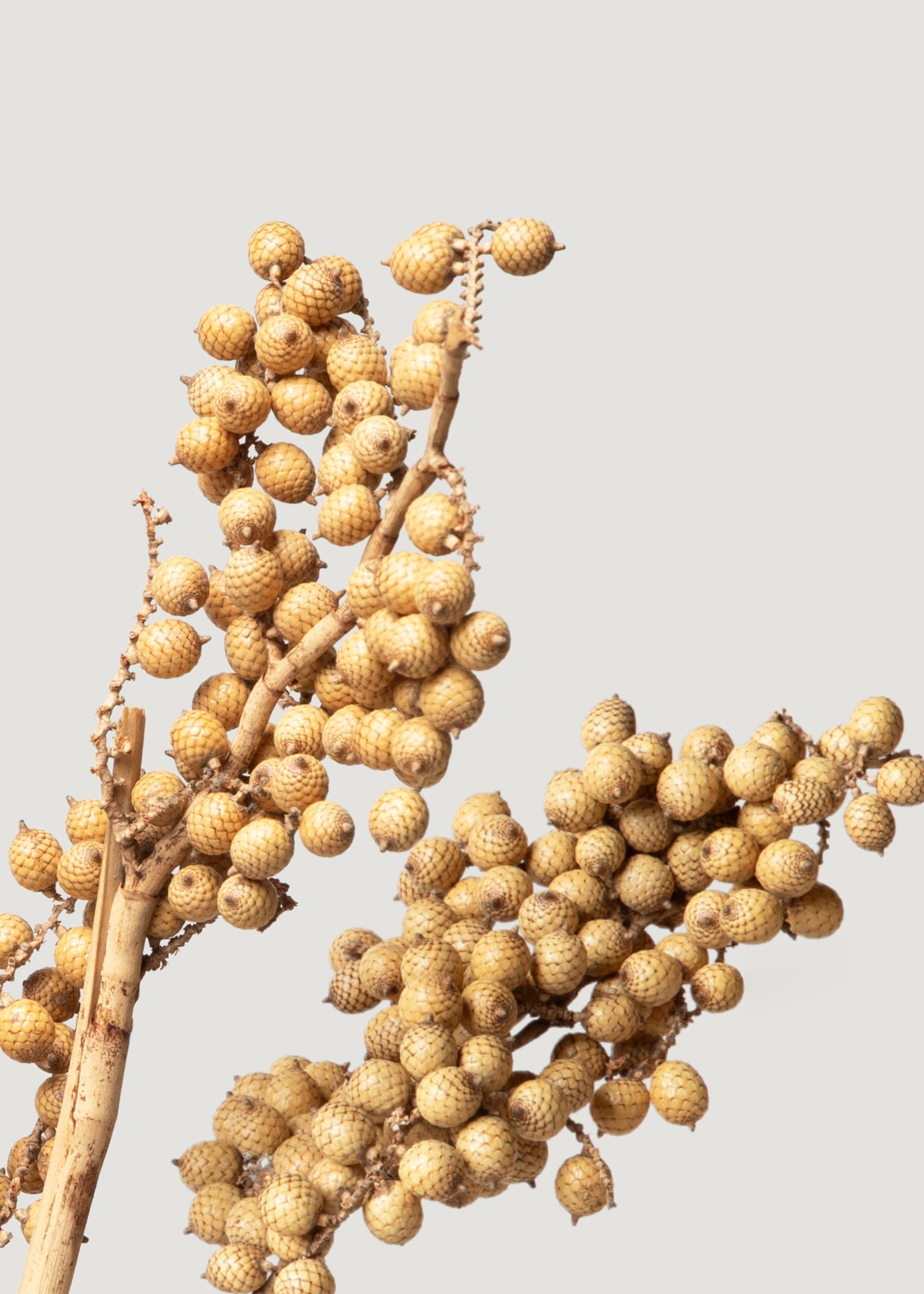 Dried Canella Berries