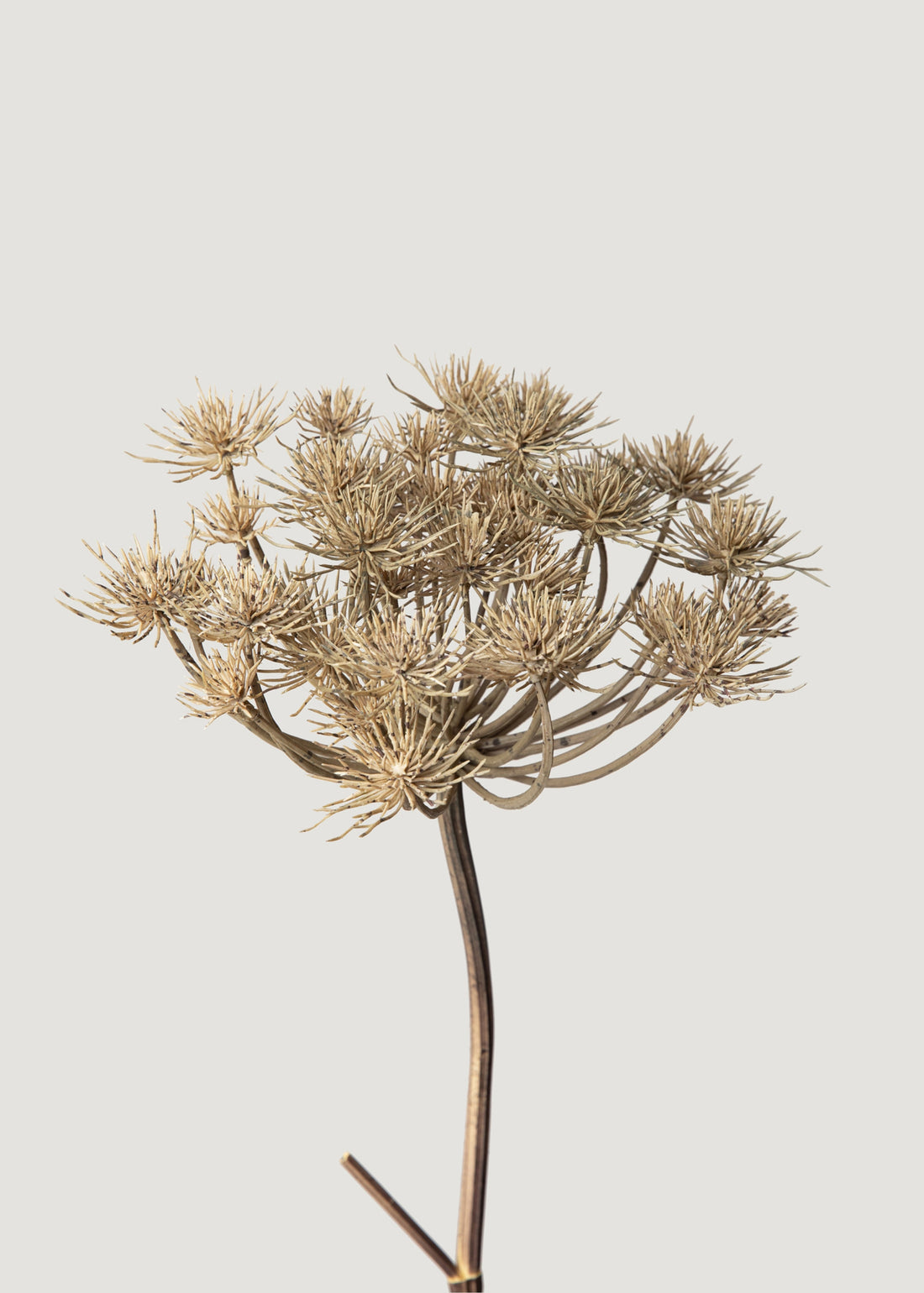 Artificial Wild Angelica in Brown