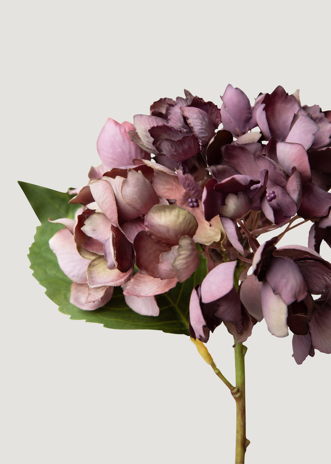 Plum Dried Look Hydrangea