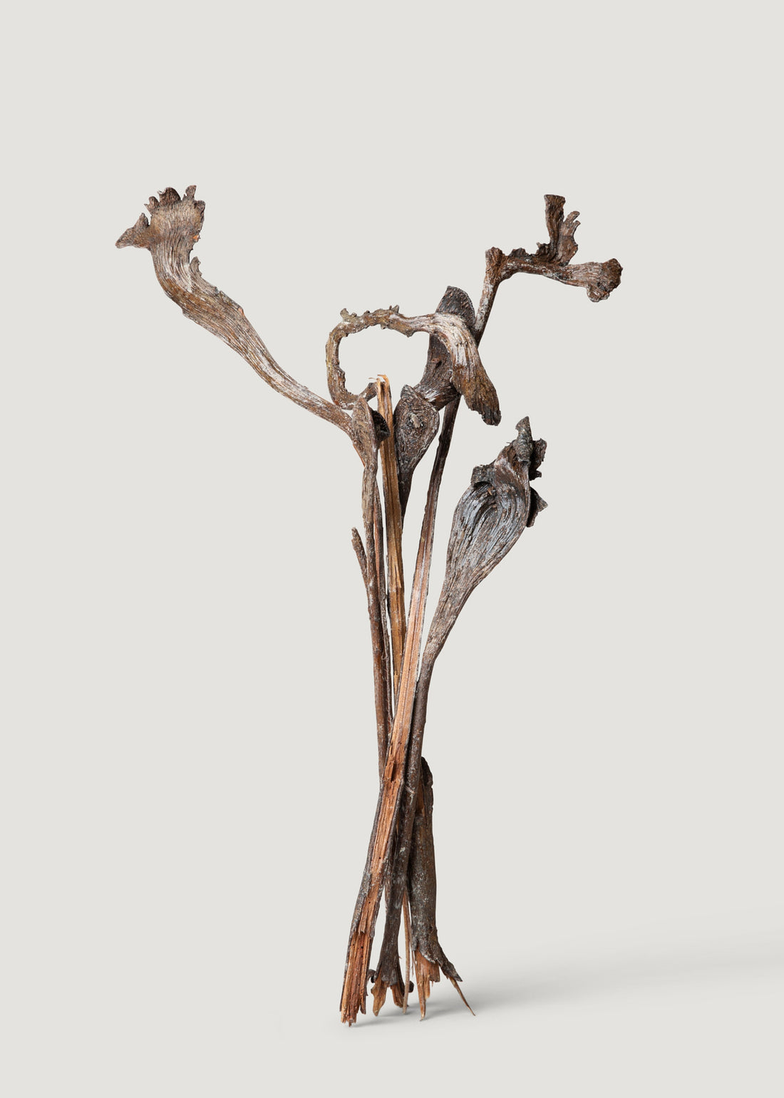 Bundle Varnished Natural Natraj Twisted Branches 