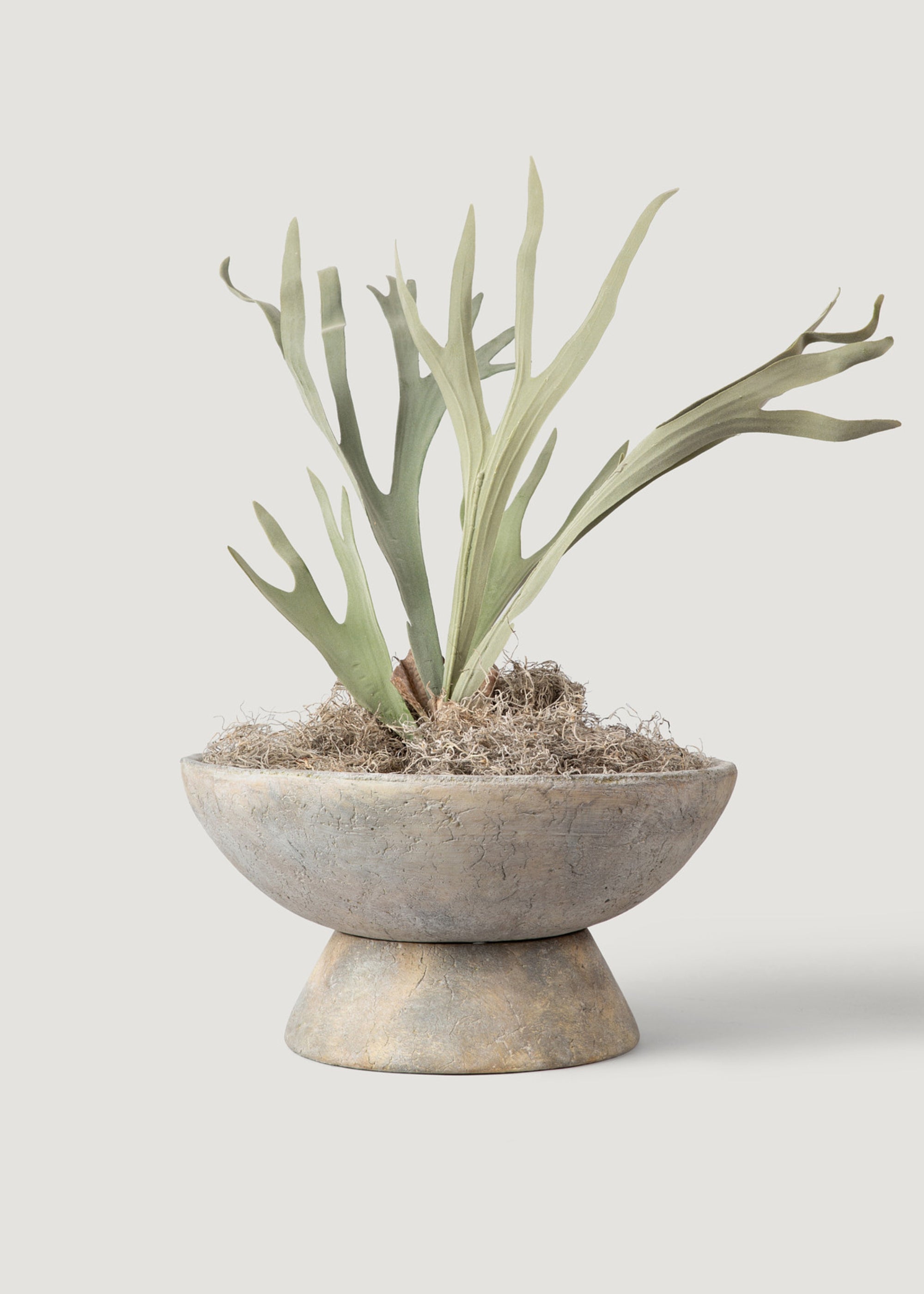 Faux Staghorn Styled in Concrete Bowl