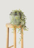 Faux Hanging String of Pearls Succulent Bush in Planter Pot