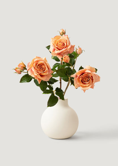 Coral English Roses in White Vase