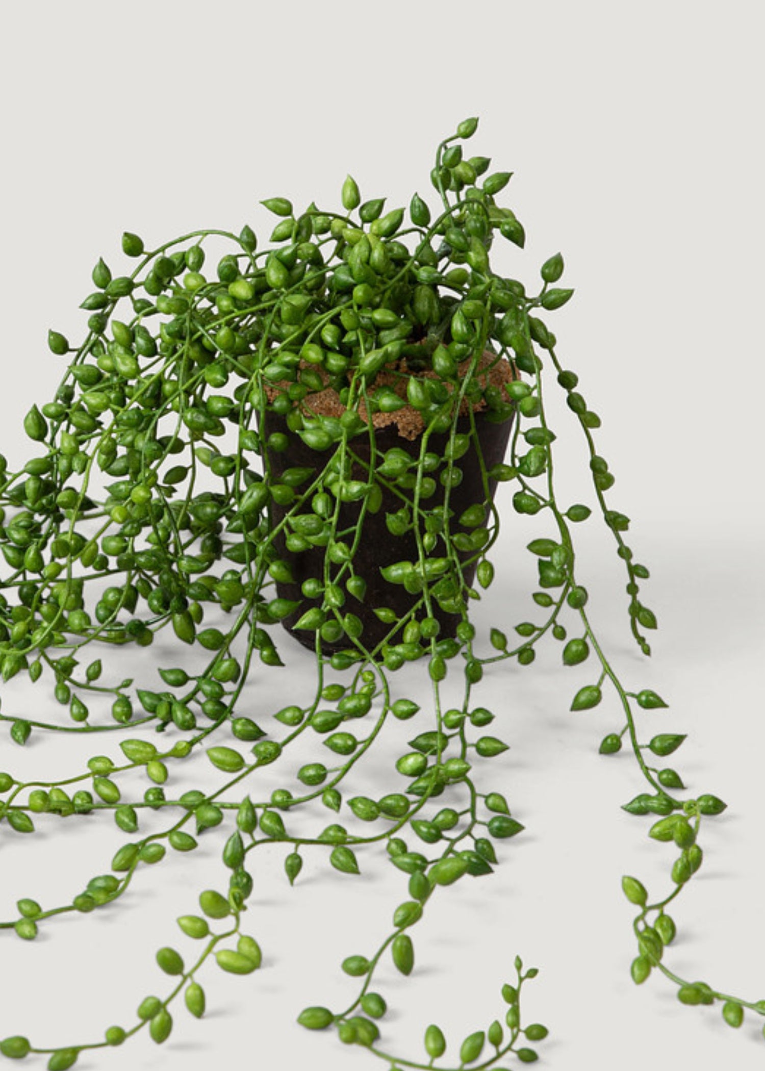 Fake String of Pearls Plant