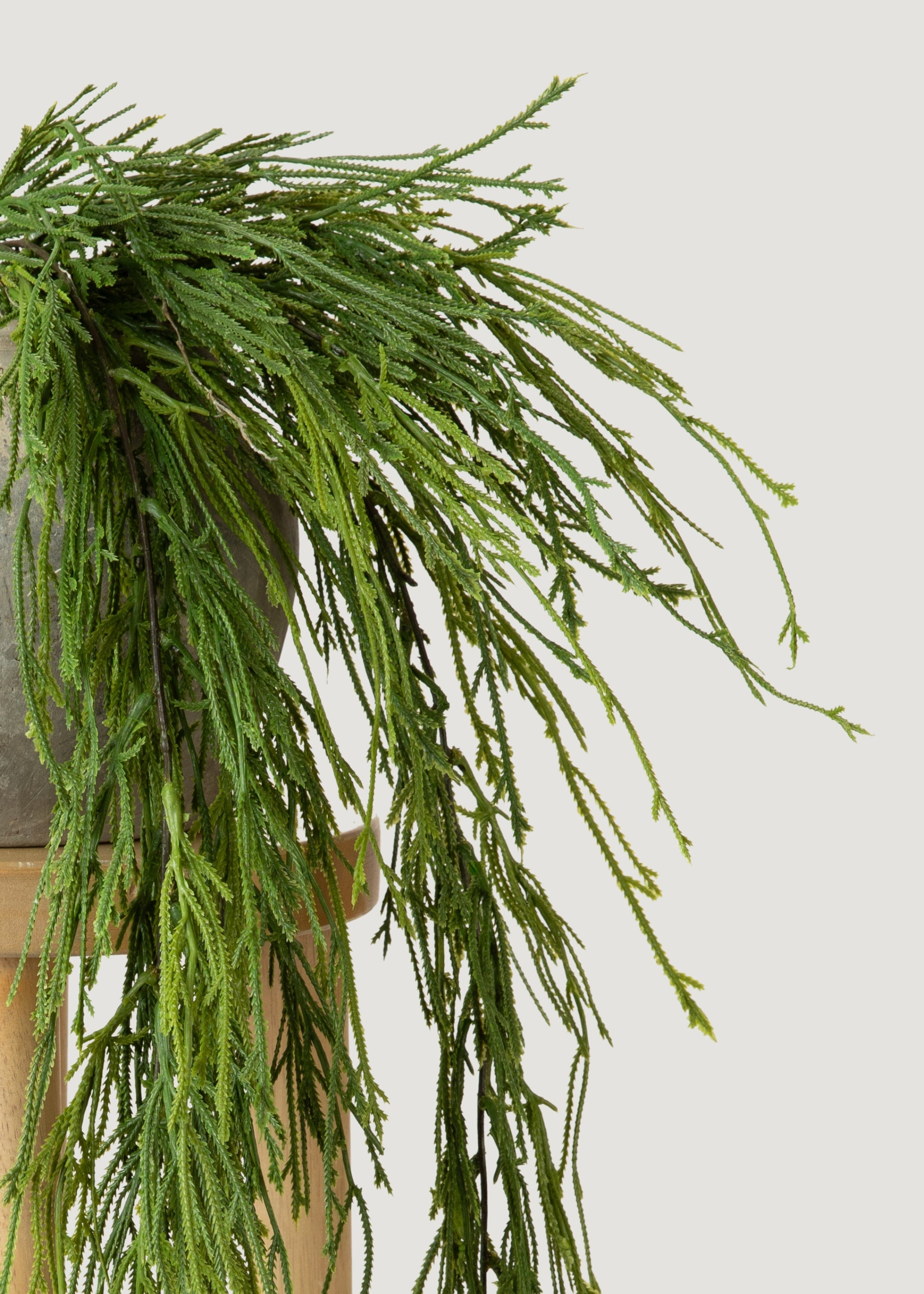 Close-up of Hanging Moss Fern Plant 