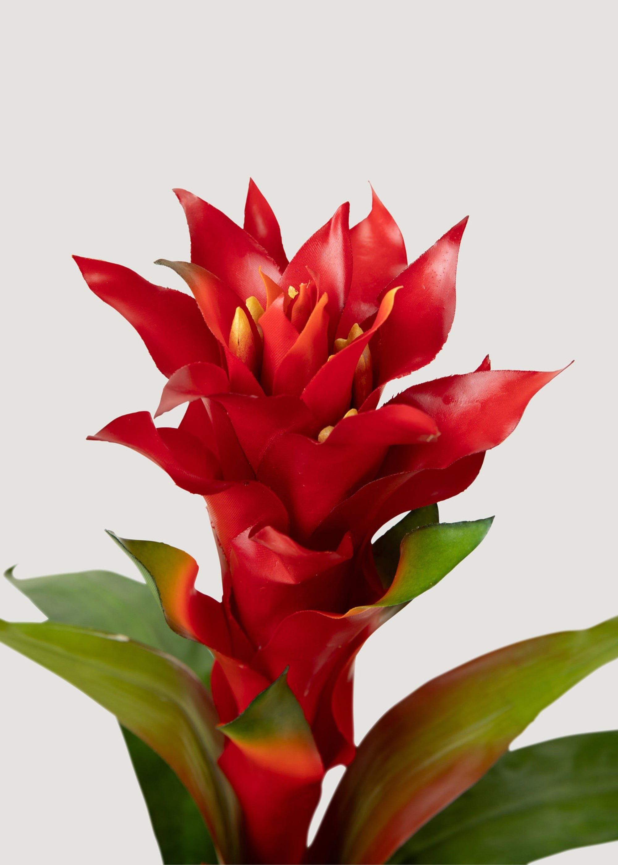 Fake Red Bromeliad