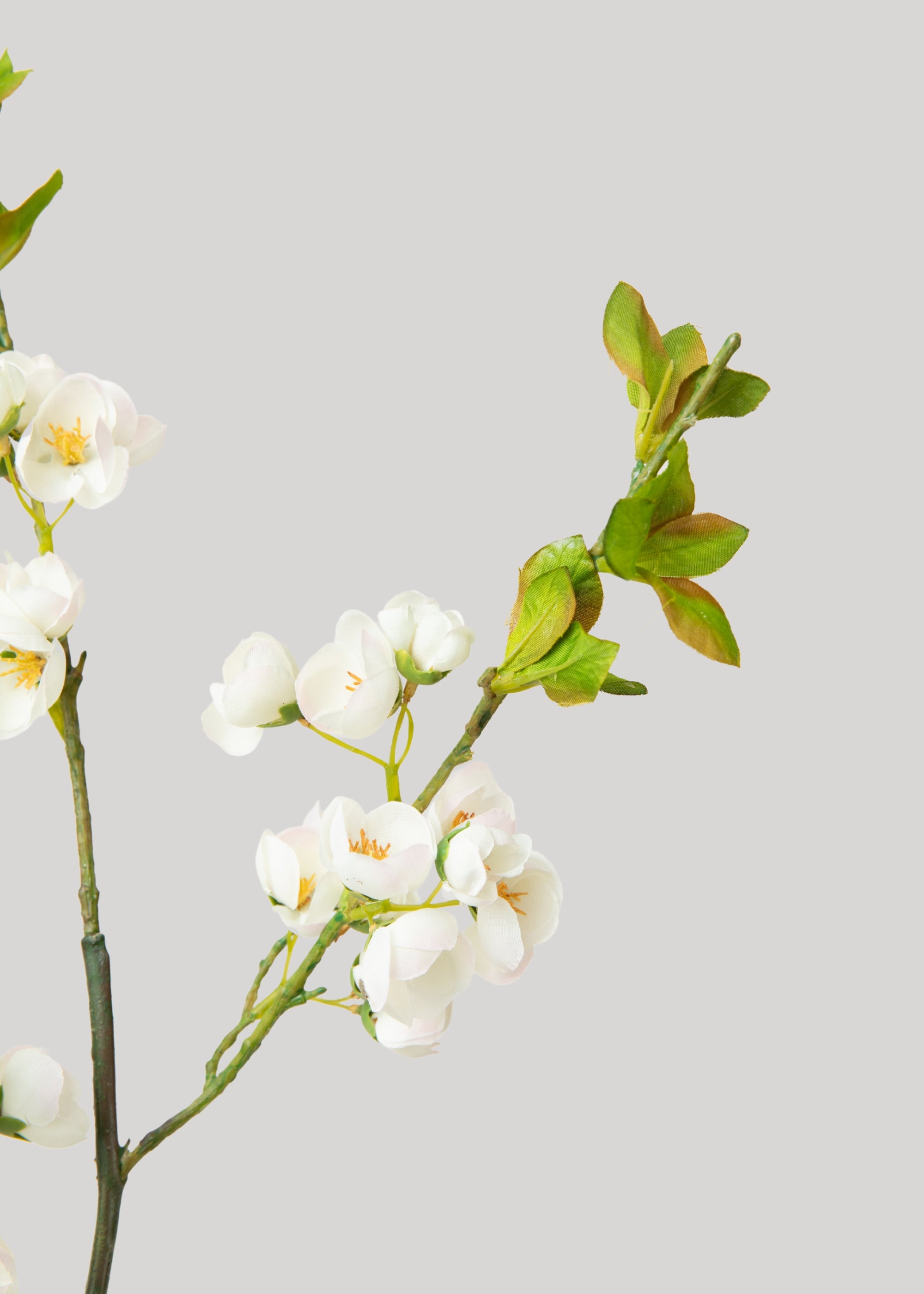 Cream Plum Blossom Branch