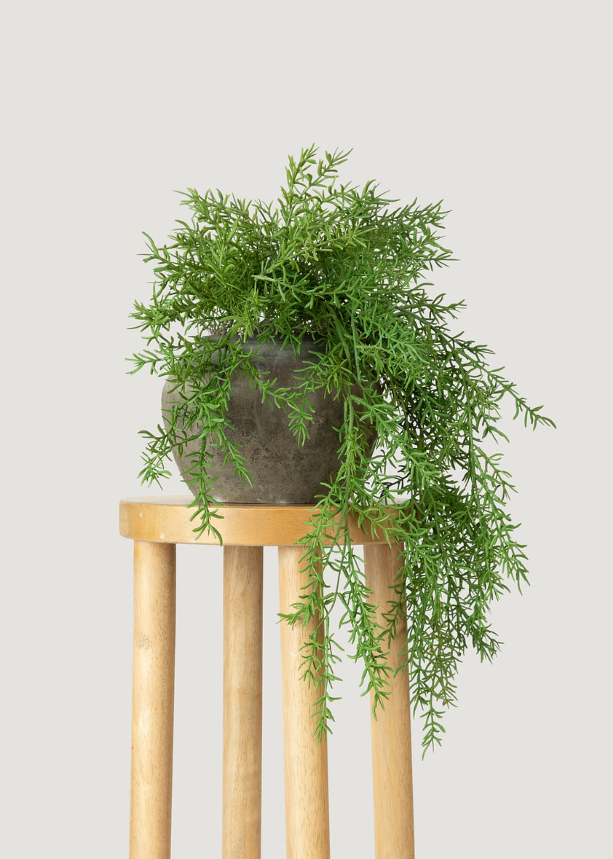 Fake Asparagus Fern House Plant