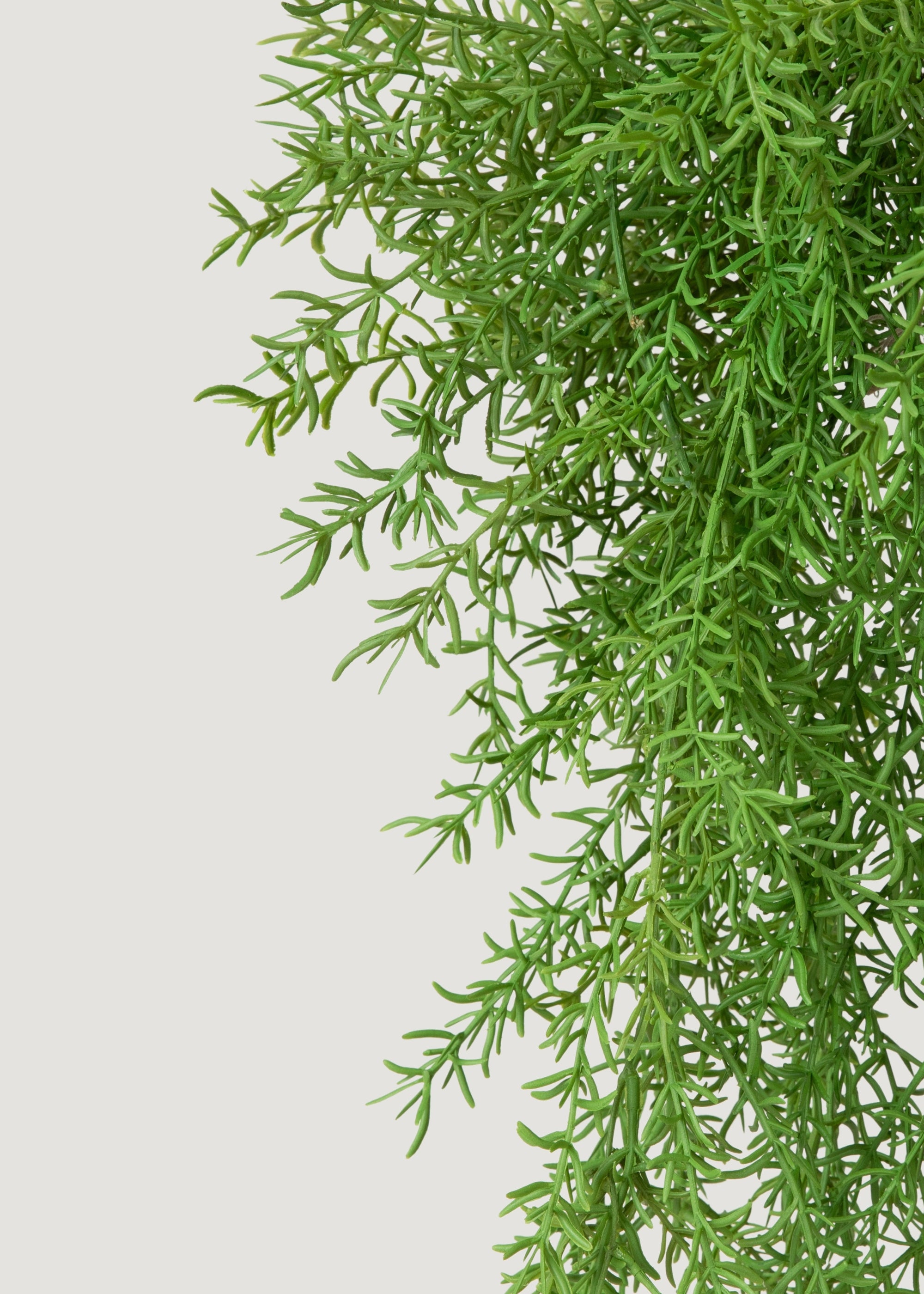 Close-up Faux Asparagus Fern 