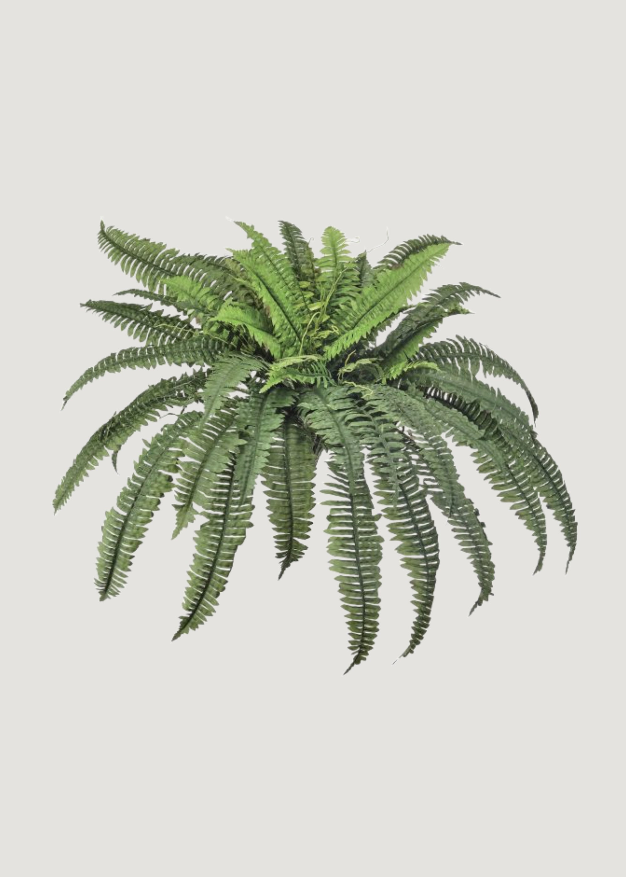 Faux Boston Fern Plant 