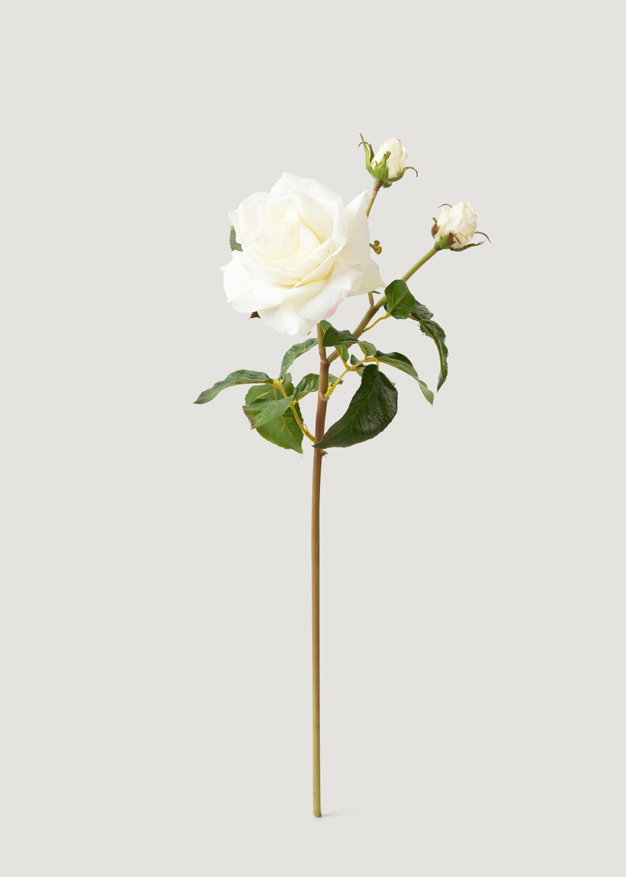 Cream White Real Touch Juliet English Rose 