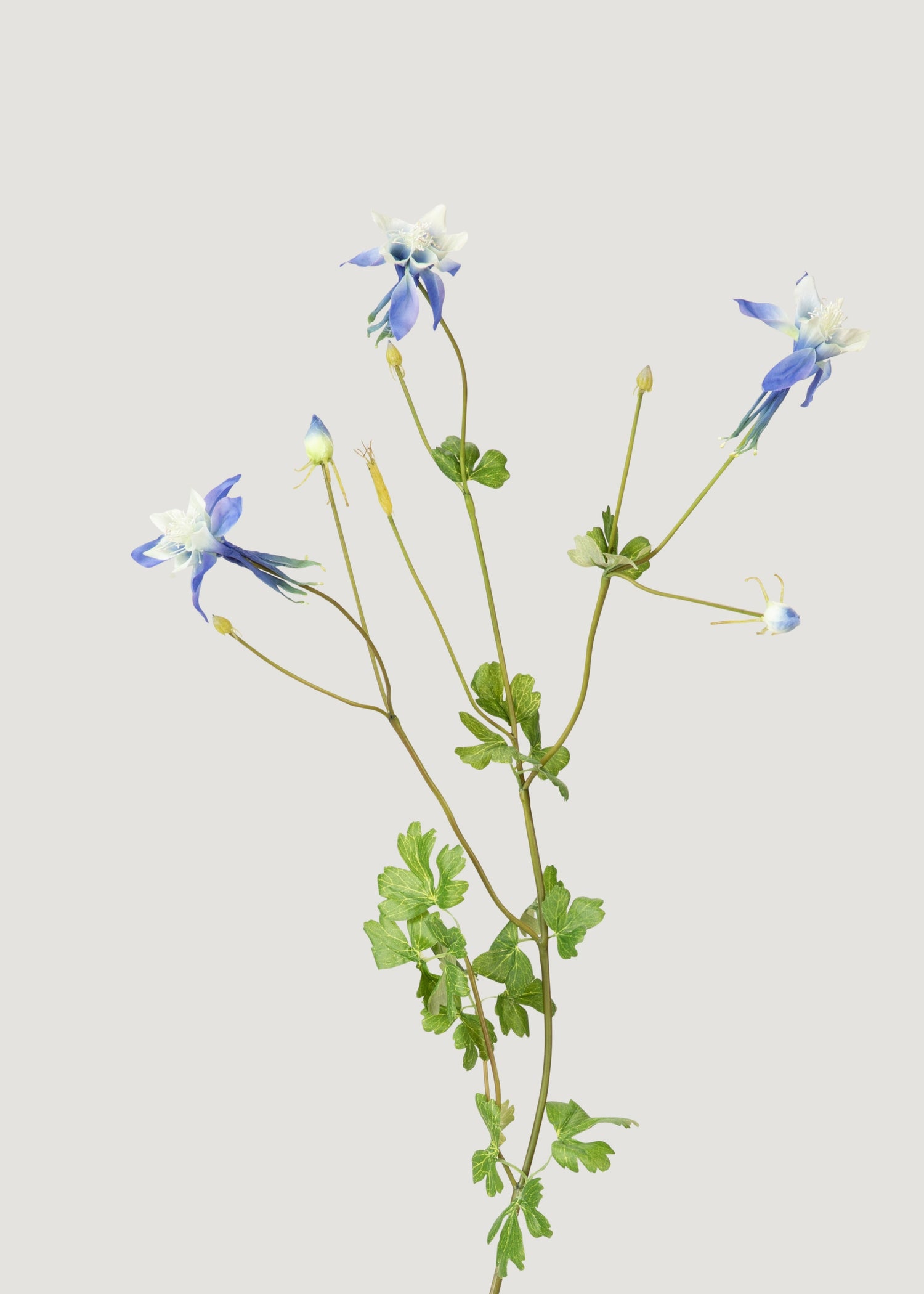 Blue Faux Blooming Columbine Flowers