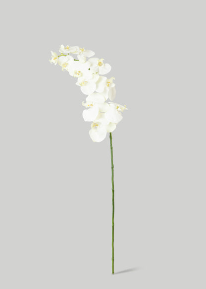 Artificial Phalaenopsis Orchids in White Cream 