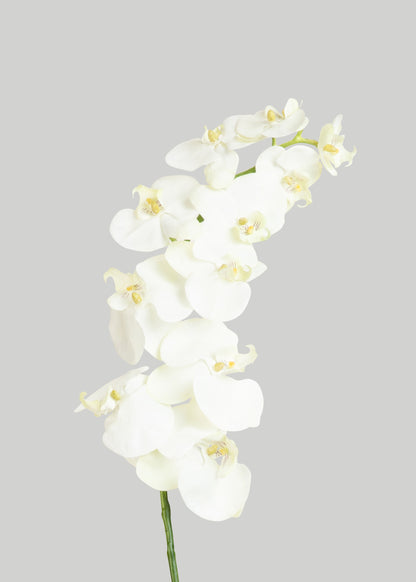 White Cream Artificial Phalaenopsis Orchids