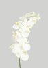 White Cream Artificial Phalaenopsis Orchids