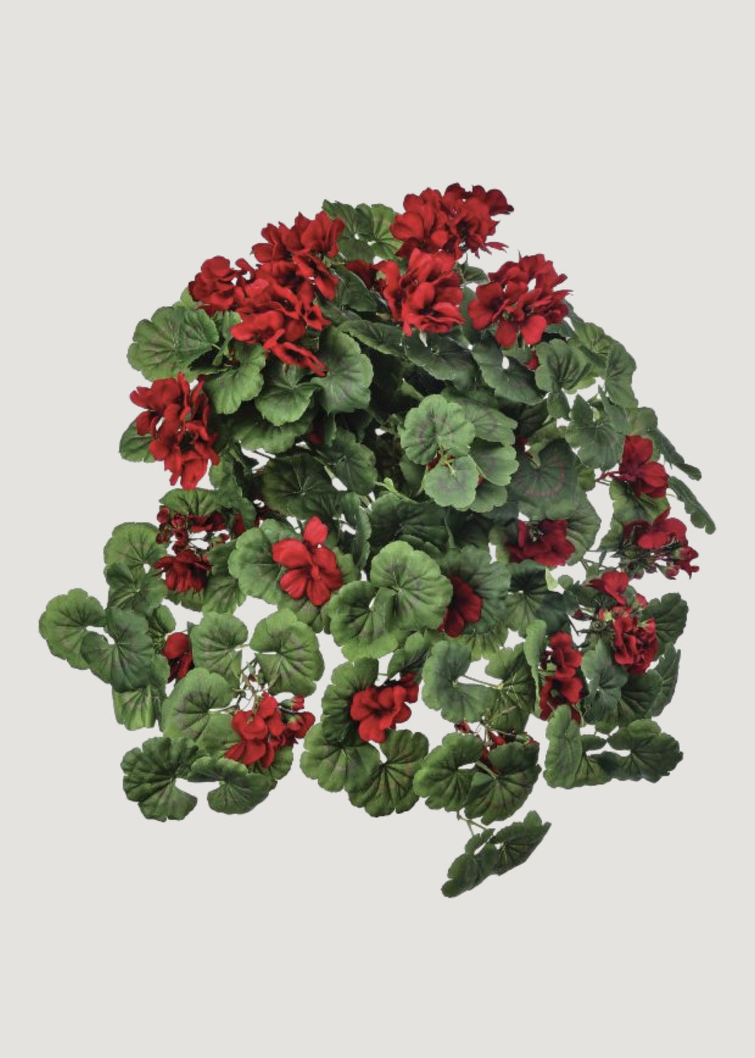 Red Geranium Indoor/Outdoor Hanging Bush