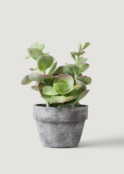 Artificial Succulent Plant in Pot