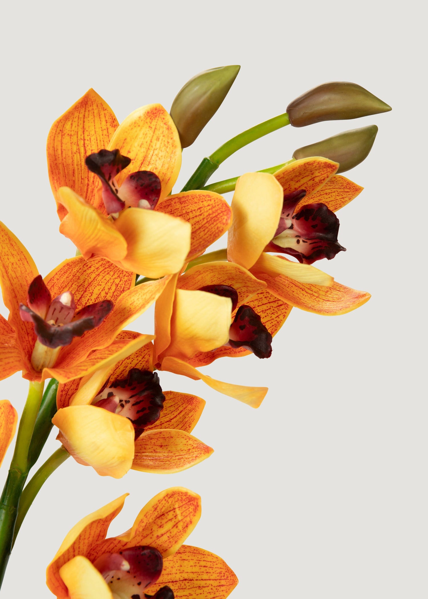 Orange Cymbidium Orchid 