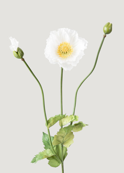 Fake White Poppy