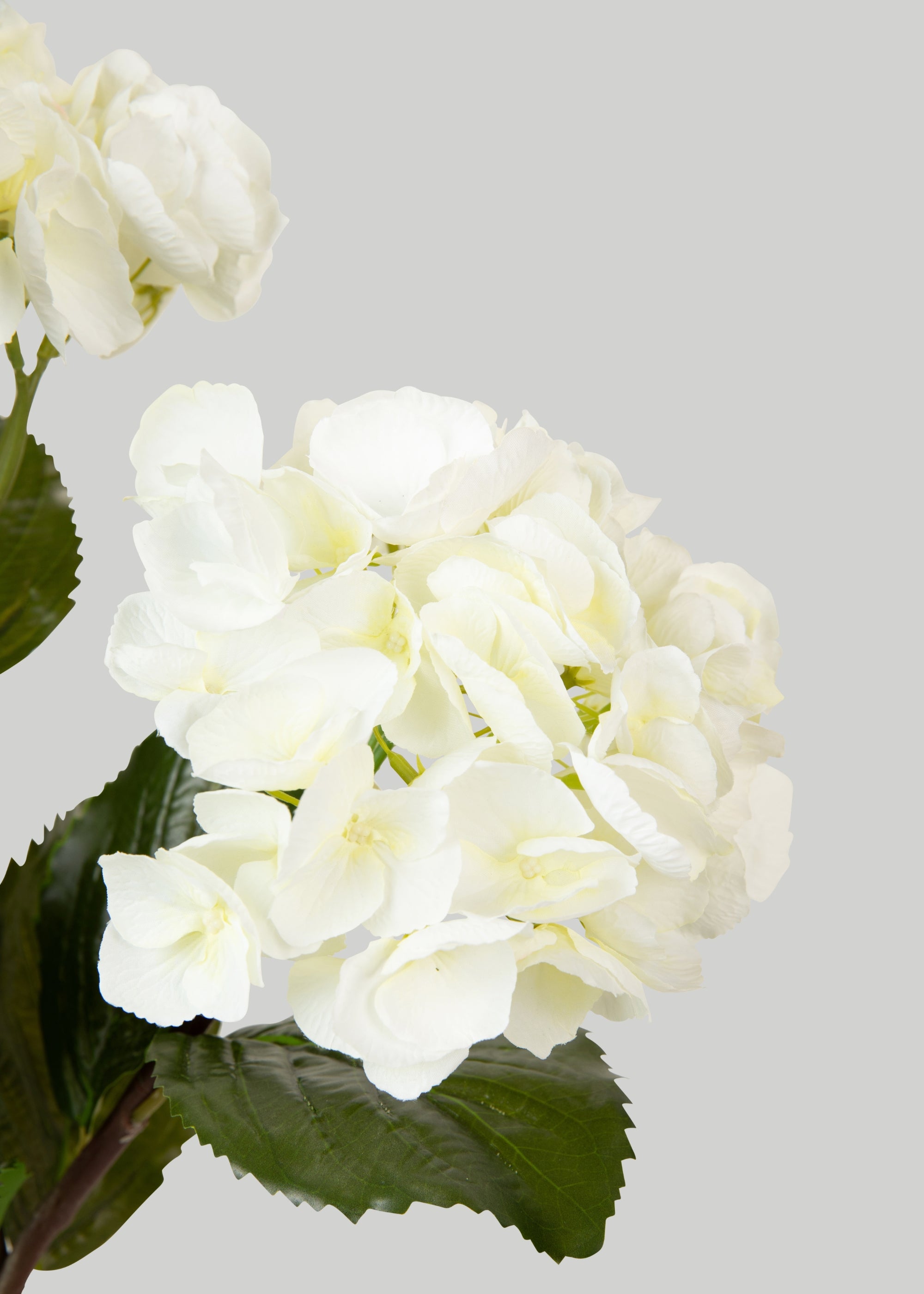 Close-up of Cream White Hydrangea 