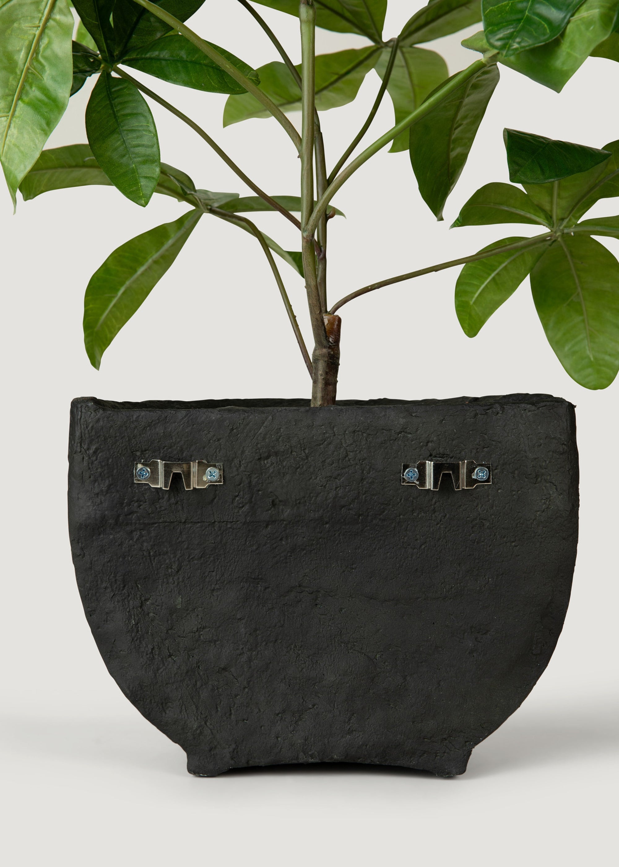 Hanging Potted Money Tree