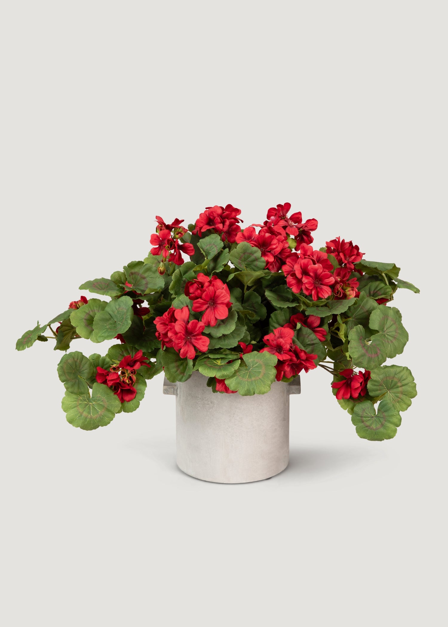 Red Geranium Outdoor Flower Bush 