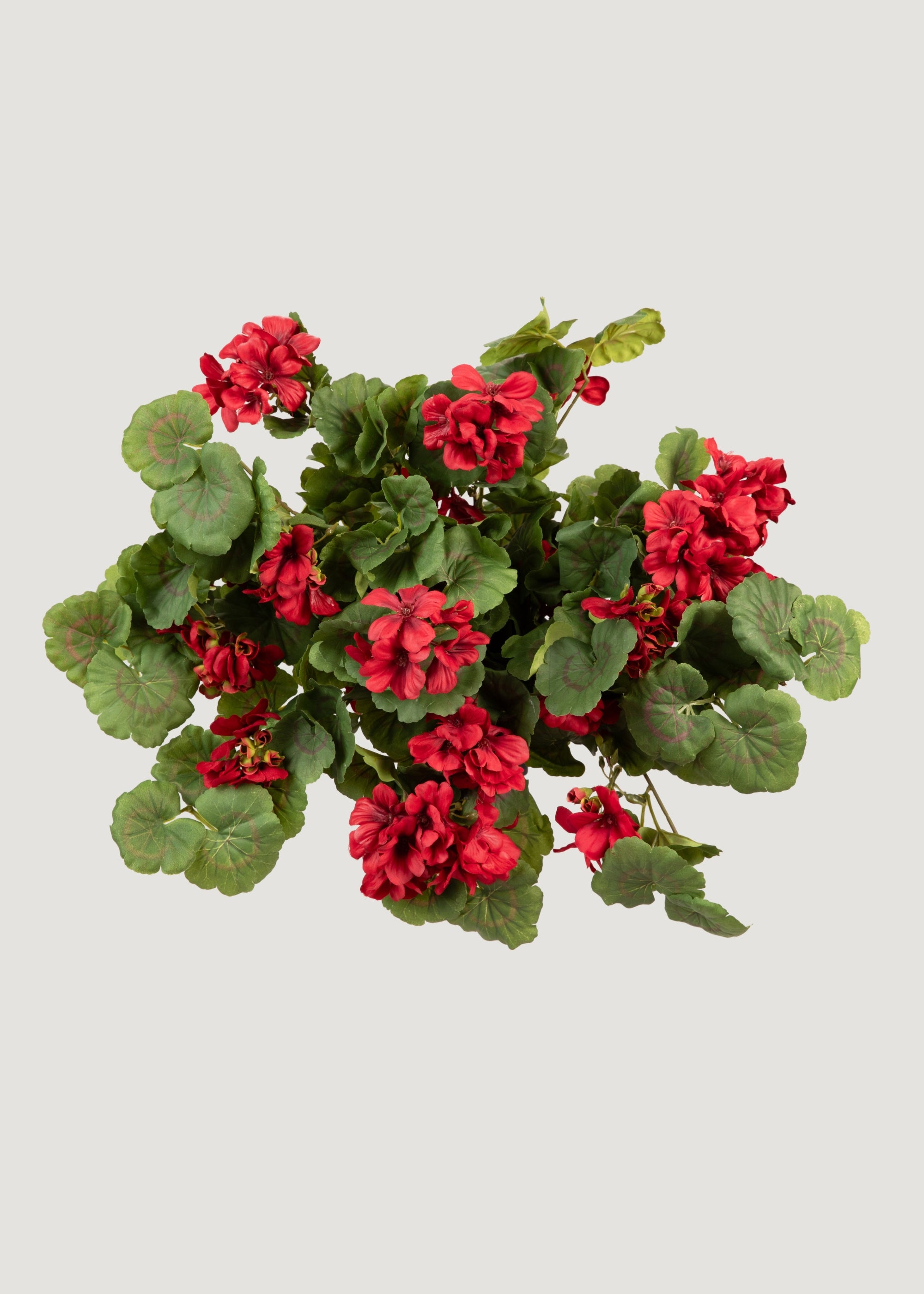 UV Treated Red Geranium Hanging Bush