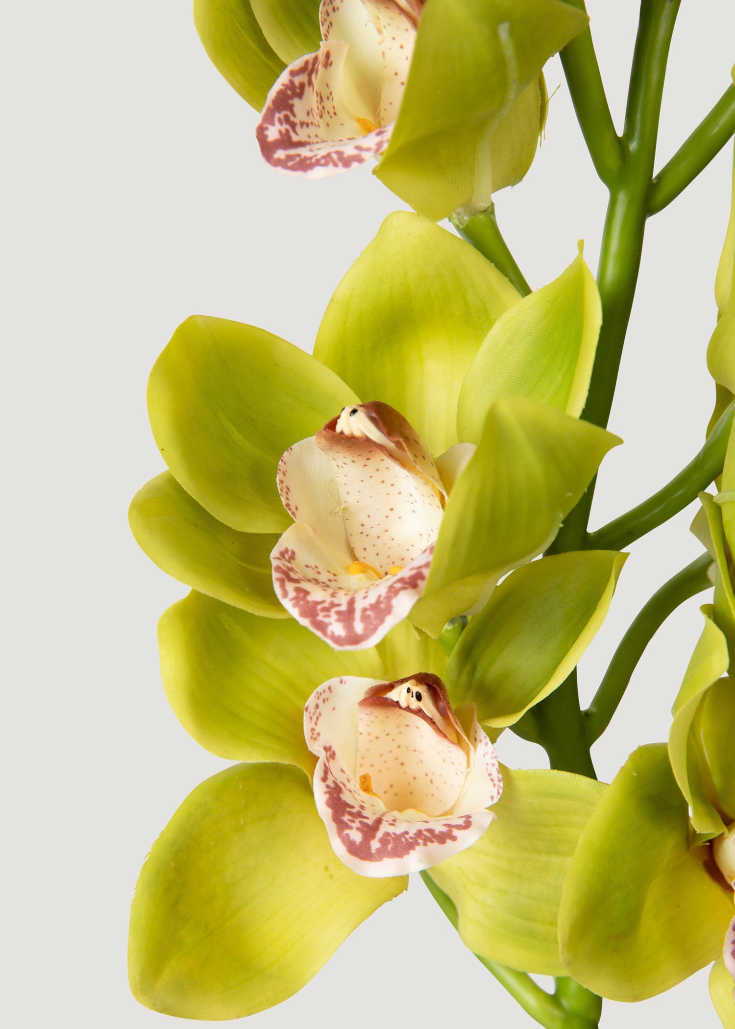 Green Burgundy Faux Cymbidium Orchids - 28.5&quot;