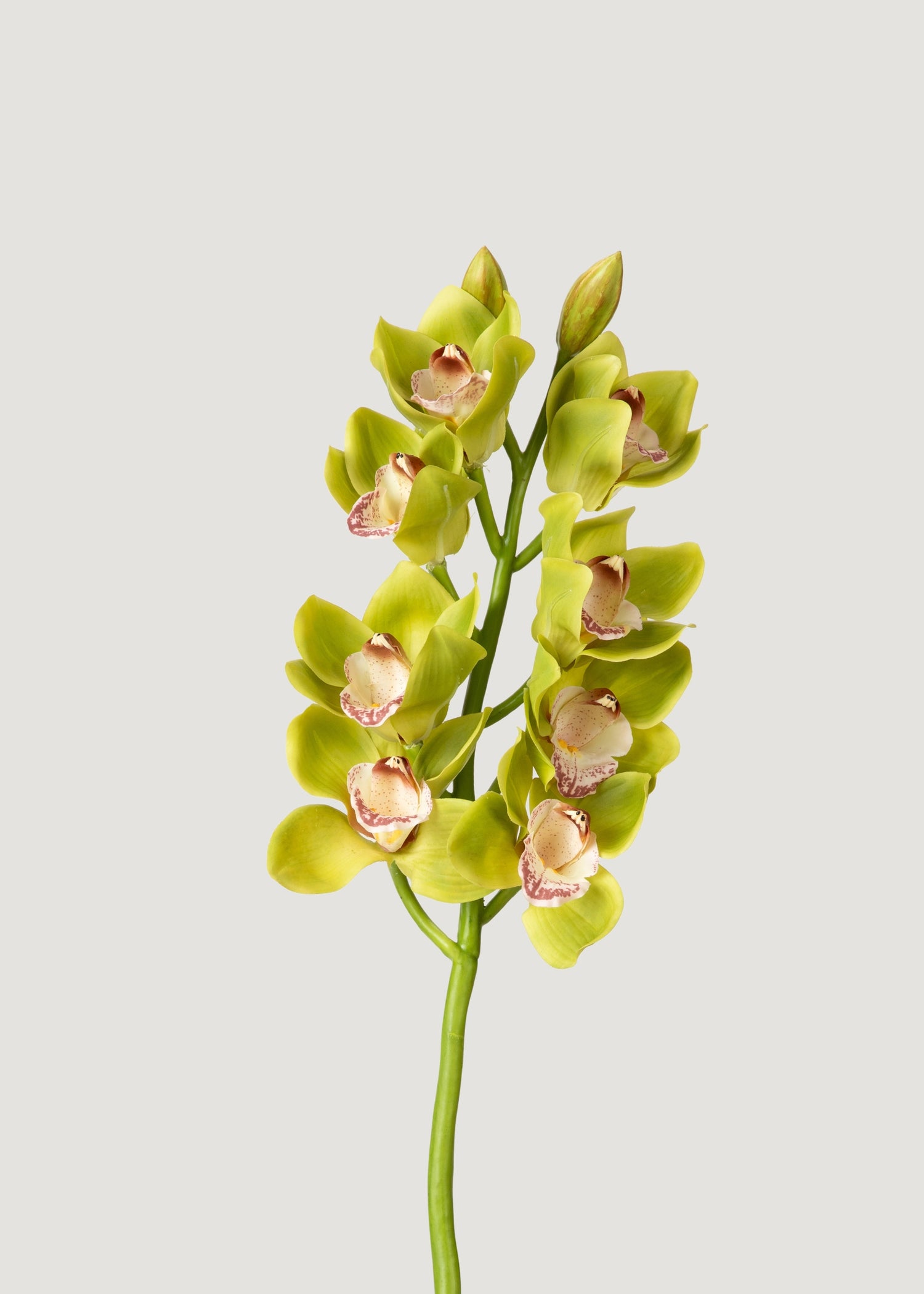  Green Cymbidium Orchid