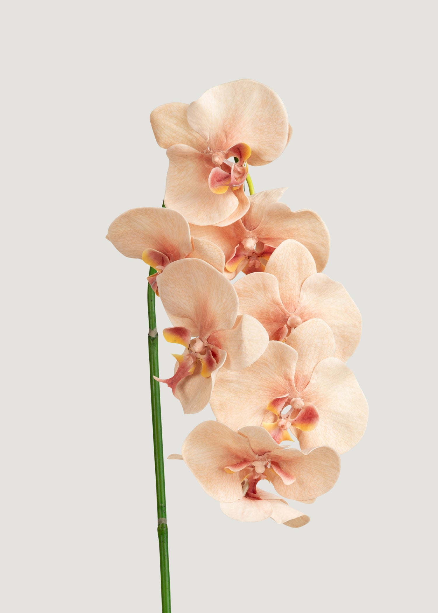 Peach Pink Phalaenopsis Orchid