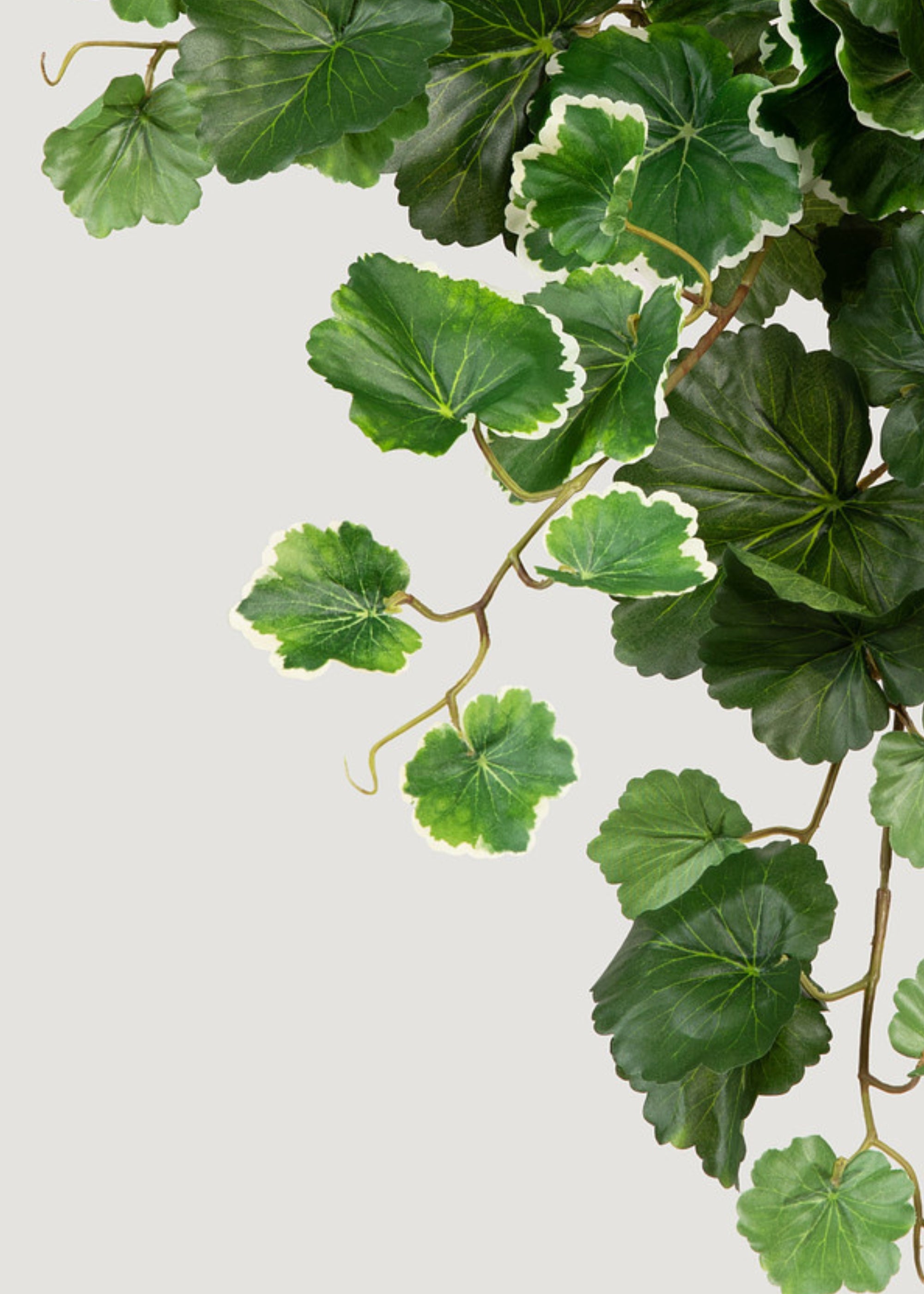 Fake Geranium Leaf Bush