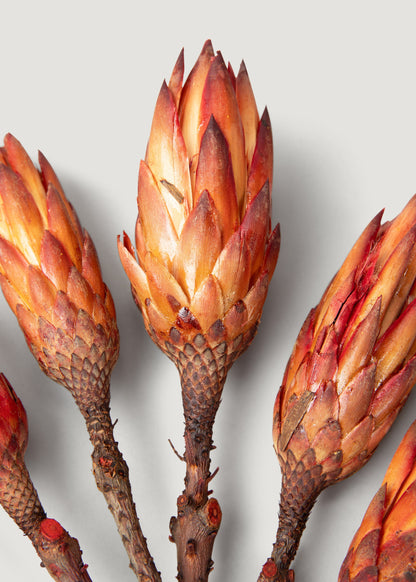 Dried Protea Repens